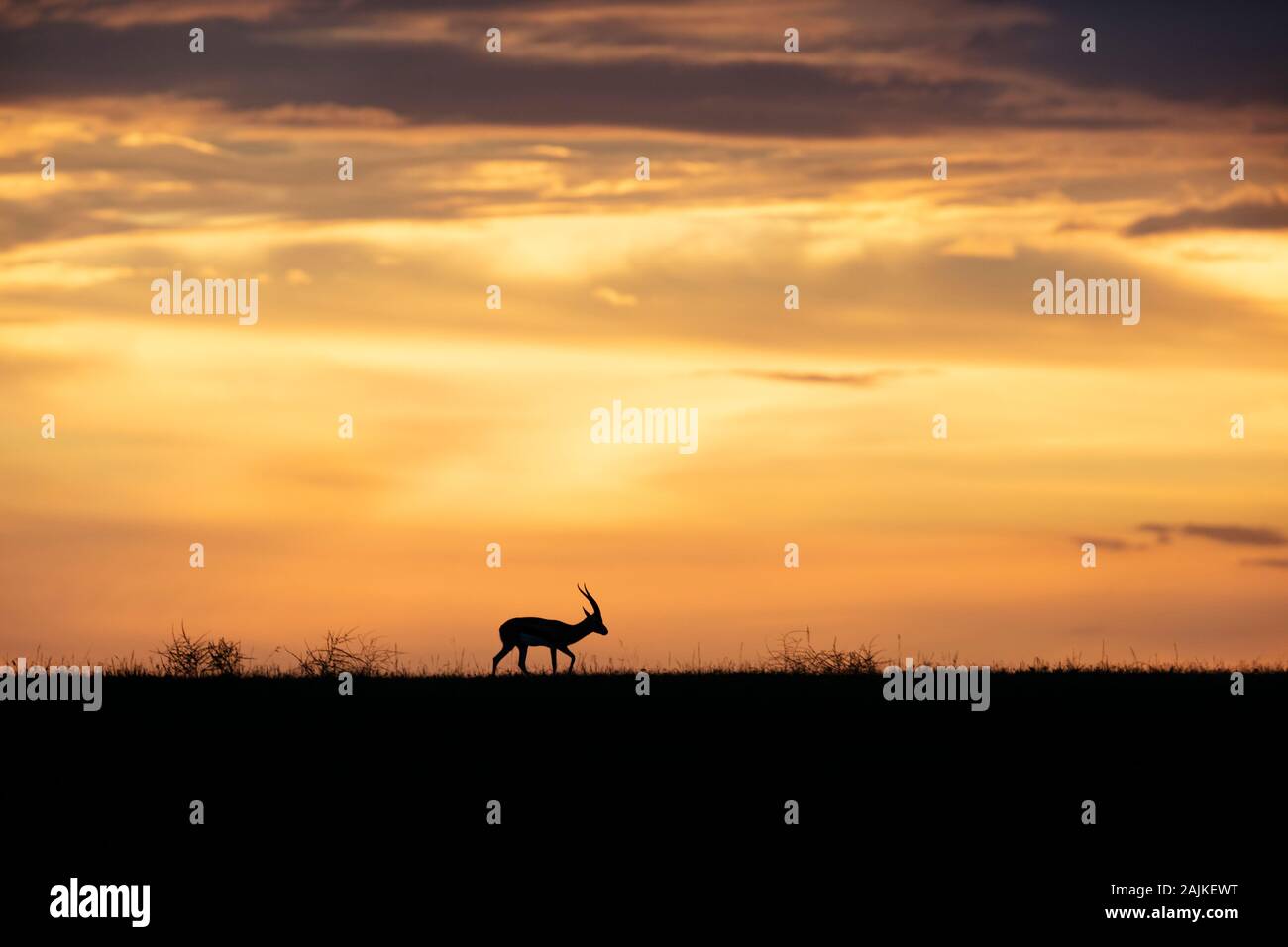 Thomson's gazelle silhouette hi-res stock photography and images - Alamy