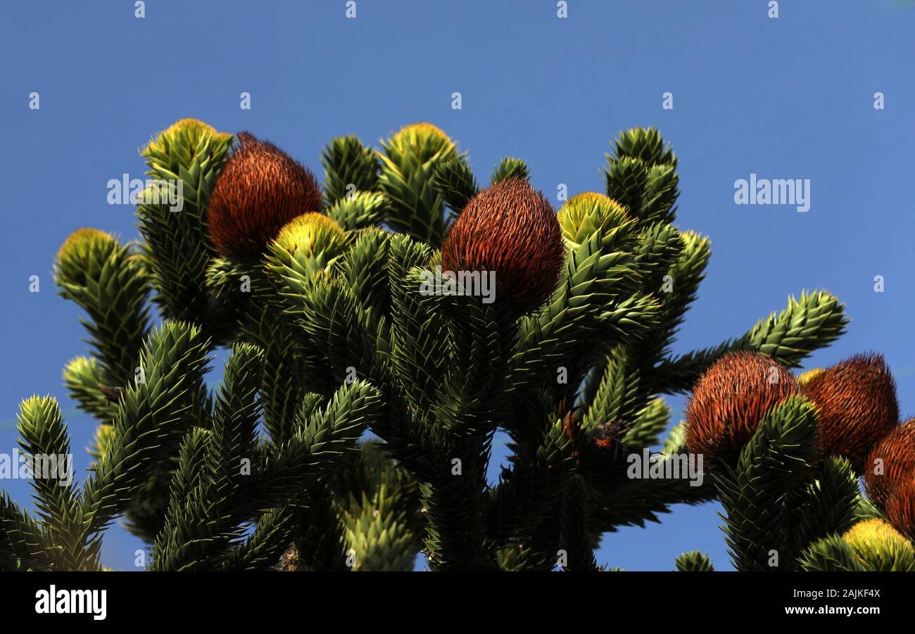 Auraucaria Stock Photo