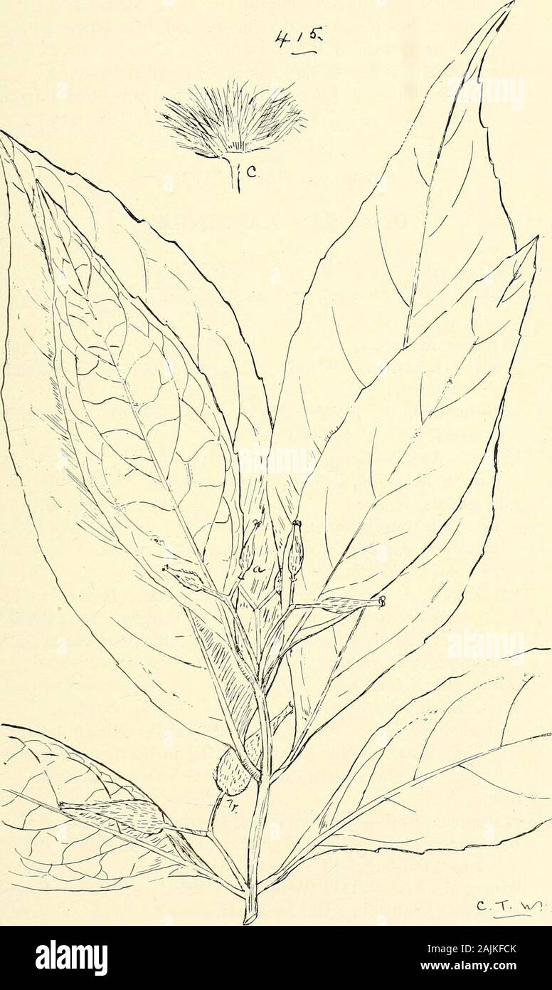 Comprehensive catalogue of Queensland plants, both indigenous and naturalised To which are added, where known, the aboriginal and other vernacular names; with numerous illustrations, and copious notes on the properties, features, &c., of the plants . 413. MOLLINEDIA SUBTERNATA, Bail.&lt;a) Young growth, (b) carpels, (c) a single carpel, (d) stipes. All nat. size. CIX. MONIMIACE,*:. 429-. 415. Daphnandra aromatica, Bail. (a) Flowers, (b) fruiting perianth, (c) carpels. All nat. size. 430 CX. LAURINE^. Daphnandra, Bcnth.—The bark of all the species contains acardiac poison, according to Dr. T. L Stock Photo