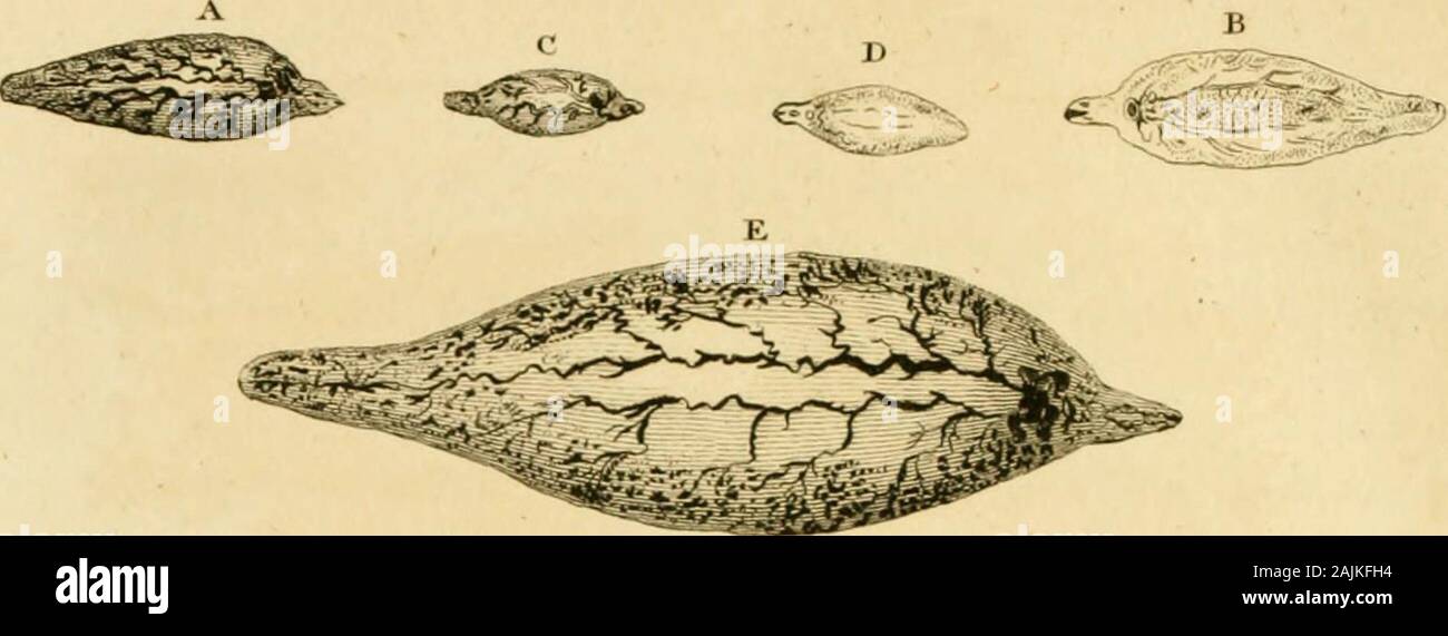 The select works of Antony van Leeuwenhoek : containing his microscopical discoveries in many of the works of nature . , thouo[h we are lolt in theidea of fuch imnienfe and inccdant energy, we are equally fo, in thecontemplation of any other of the Divine Attributes, forafmuch asfinite capacities cannot comprehend Infinitude. While we poilefs theie fentiments, and keep the idea of Nature,and the Author of Nature, conne6led, (which it is not eafy for areHe6ting mind to feparate) I cannot, for my part, but approve the•f peifonifying gure, which I think more decorous than to name theDeity on ever Stock Photo