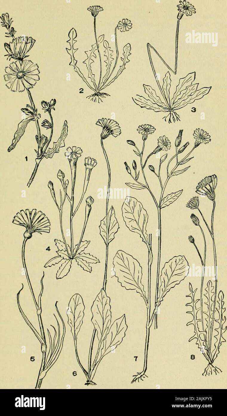 An illustrated guide to the flowering plants of the middle Atlantic and New England states (excepting the grasses and sedges) the descriptive text written in familiar language . lie flower scape is branched and from the forks each stem en-larges gradually toward the head being, just below the head, quite thick-ened. The involucre is composed of a number of bracts in one series,which turn inward enveloping the head after the flowering period. Fruitwithout pappus, the only representative of a calyx being a narrow lowband. A. minima, (L.) Dumort. (Fig. 4, pi. 161.) Lamb Succory. Leaveslance-shape Stock Photo