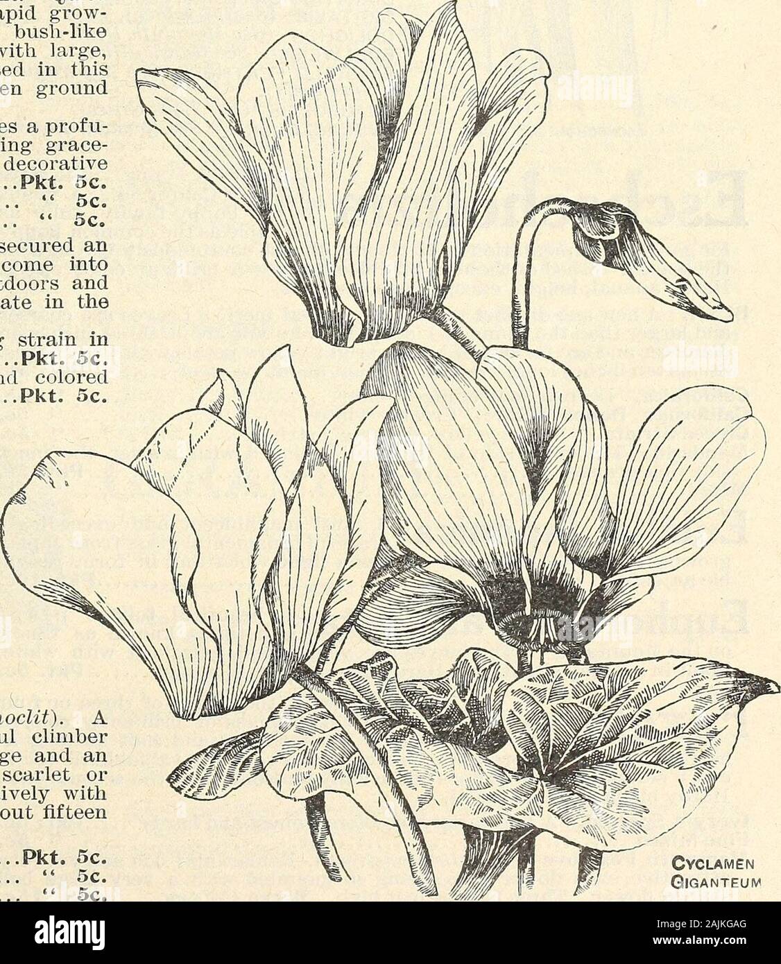 Seed annual 1908 . wn. An early flowering strain inwhich all the flowers are white Pkt. 5c. Early Flowering, Mixed. Both white and colored flowers Pkt. 5c. CUCURBITA—(See Gourd). Well known anduniversally admir-ed tuberous rootedplants producing exceedingly handsomered and white flowers. Seed sown in spring,by autumn will produce a little bulb whichif potted will bloom the following spring.Tender perennial; one foot high. Persicum, mixed. Of great beauty andmany colors Pkt. 15c. Persicum giganteum, mixed. Characteriz-ed by beautiful foliage and profuse bloom;each flower is from two to two and Stock Photo