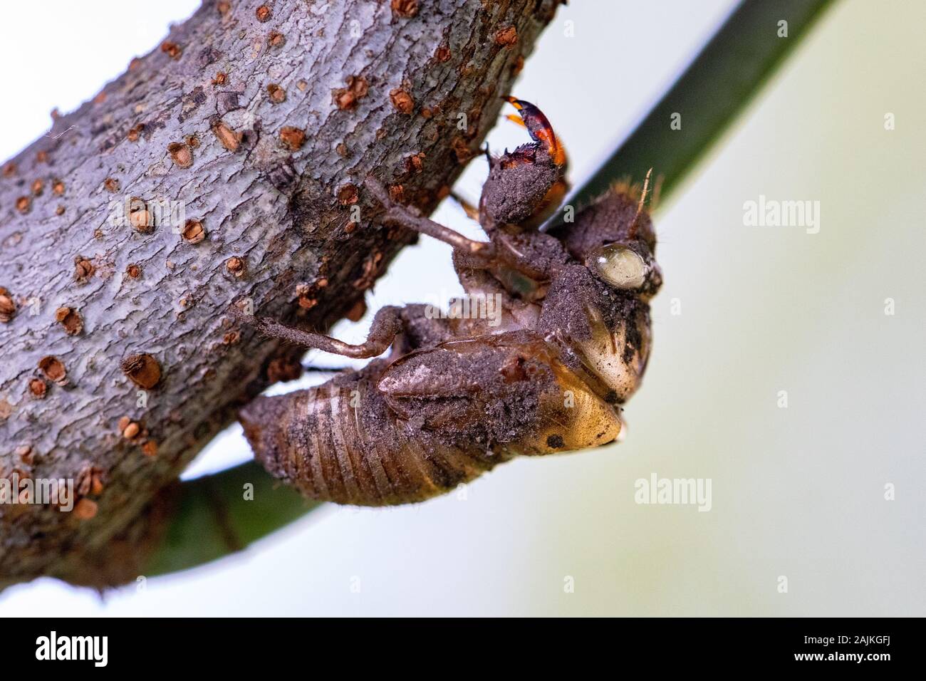 Colorful Cicada Insect Shell or Carcass on a Tree Trunk Stock Photo