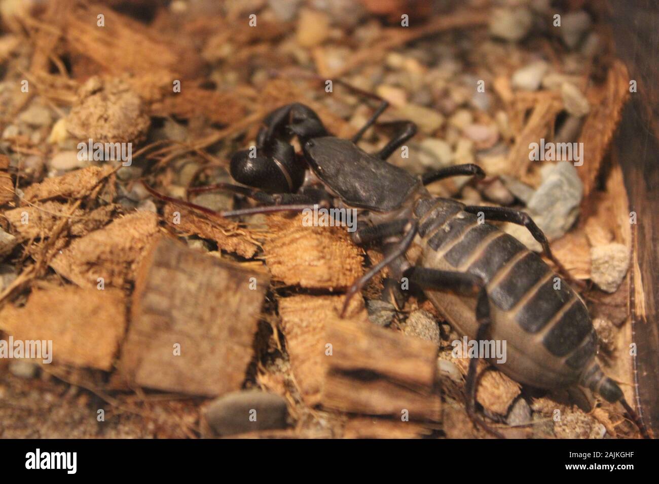 Thelyphonida, whip scorpions, vinegaroons, vinegarroons, vinegarones