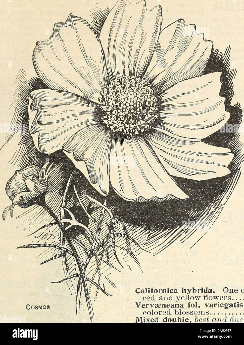 Seed annual 1908 . D. M. FERRY & GOS DESCRIPTIVE CATALOGUE 75. 0 1     C^«»J^«,c A fine rapid growing V^ODAea. OCanueilb climber with handsomefoUage and large bell-shaped fiowers, green at first,but rapidly changing to a beautiful deep violet-blue.A well established plant will run about thirty feet in aseason,covering a large veranda with handsome foliageand beautiful flowers. Tender perennial Pkt. 5c. COCKSCOMB—(See Celosia). COIX LACHRYMA—CSee Jobs Tears). COLEUS (Aquilegia). Everywell regulated gar- Probably the best known andmost popular of ornamentalfoliage plants. Leaves are ofmany shad Stock Photo