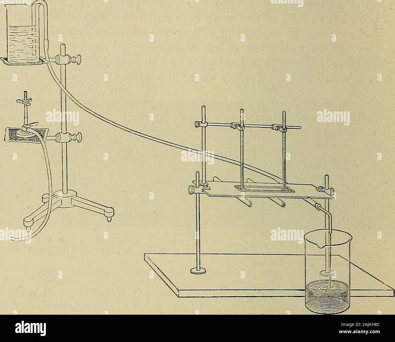 General physiology; an outline of the science of life . r Mendelssohn (95), allows heating or cooling with hot or coldwater (Fig. 228). With this it is shown that Paramcecia attemperatures of more than 24° C. to 28° C. are negatively thermo- 454 GENERAL PHYSIOLOGY tactic, i.e., swim in crowds away from the warmer side, while withtemperatures below this limit they show positive thermotaxis, sincethey leave the cooler side. There is here a phenomenon com-pletely analogous to chemotaxis and phototaxis, in which theorganisms likewise turn from both sides toward a certain degree ofintensity of the Stock Photo