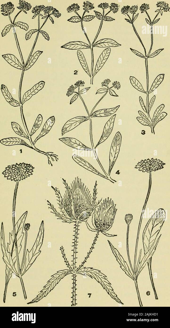 An illustrated guide to the flowering plants of the middle Atlantic and New England states (excepting the grasses and sedges) the descriptive text written in familiar language . ens egg, the head arisingabove an involucre of long linear prickly bracts which rise around thehead nearly to the level of its summit. Flowers lilac, each surrounded atits base by a prickly scale (an involuccl). Stamens 4. The two speciesfound in our area have been introduced from Europe, largely originatingabout woolen mills. The ripe teasel heads are, in Europe, used in theprocess of carding wool. 1. D. sylvestris, H Stock Photo