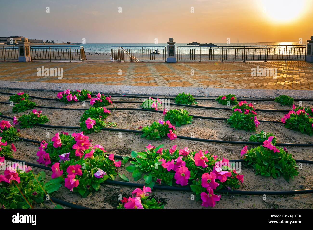 Beautiful Flowers in Fanateer beach with sunrise background. Al Jubail ...