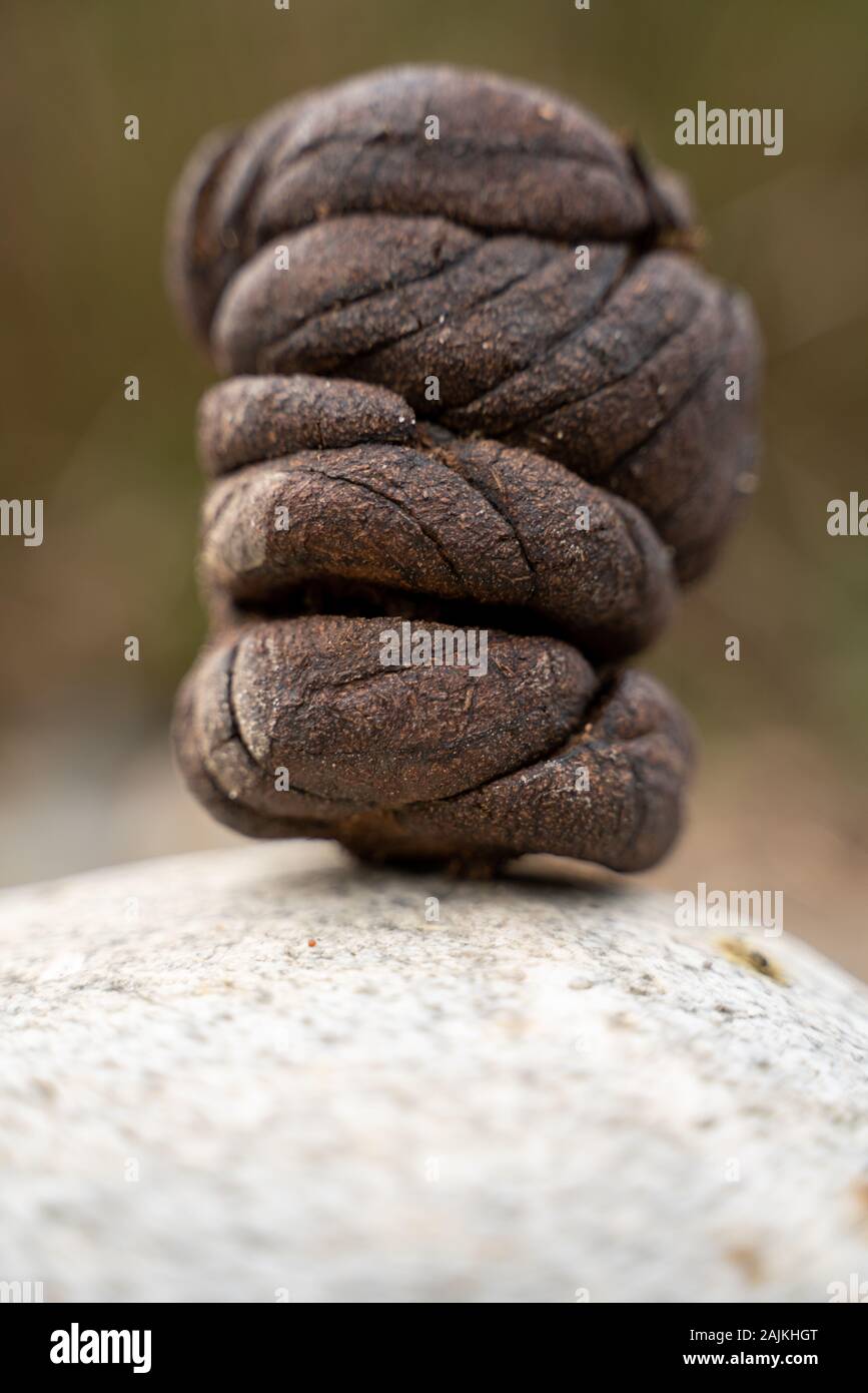 Close up shot of cow dung Stock Photo