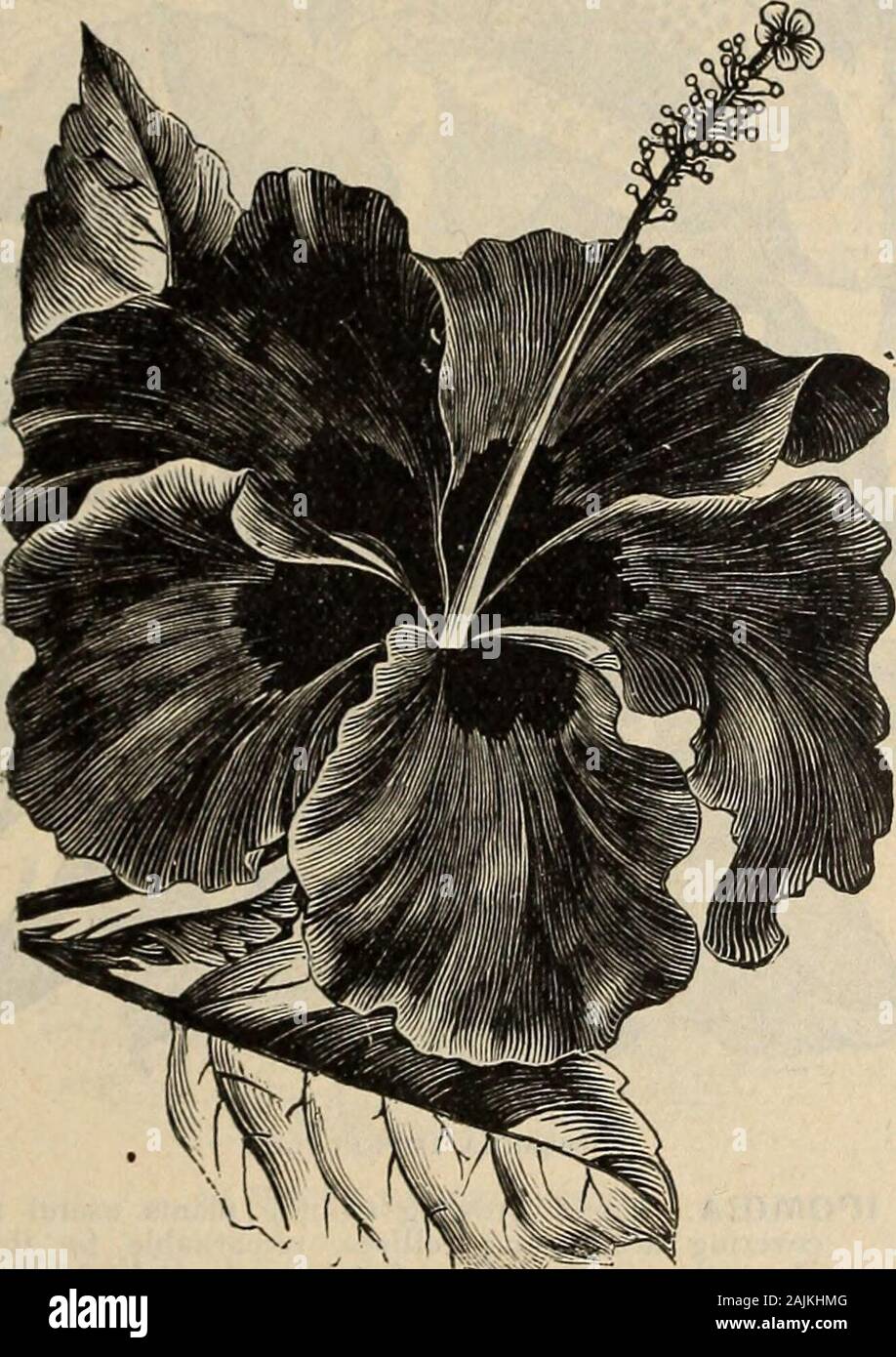 Lenten roses seed hires stock photography and images Alamy