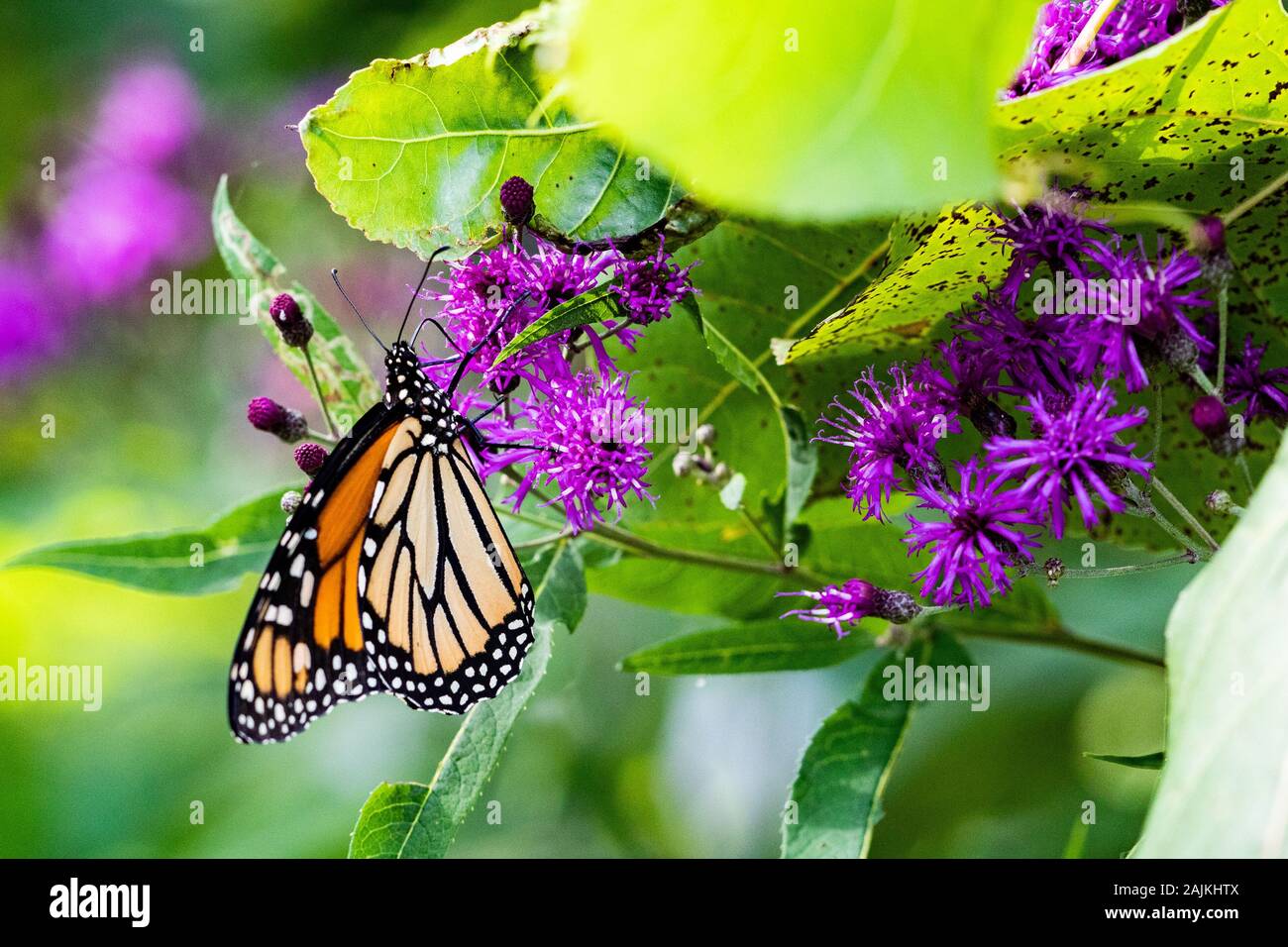 Monarch Butterfly Perched on Purple Wildflowers in local Conservation Area Stock Photo