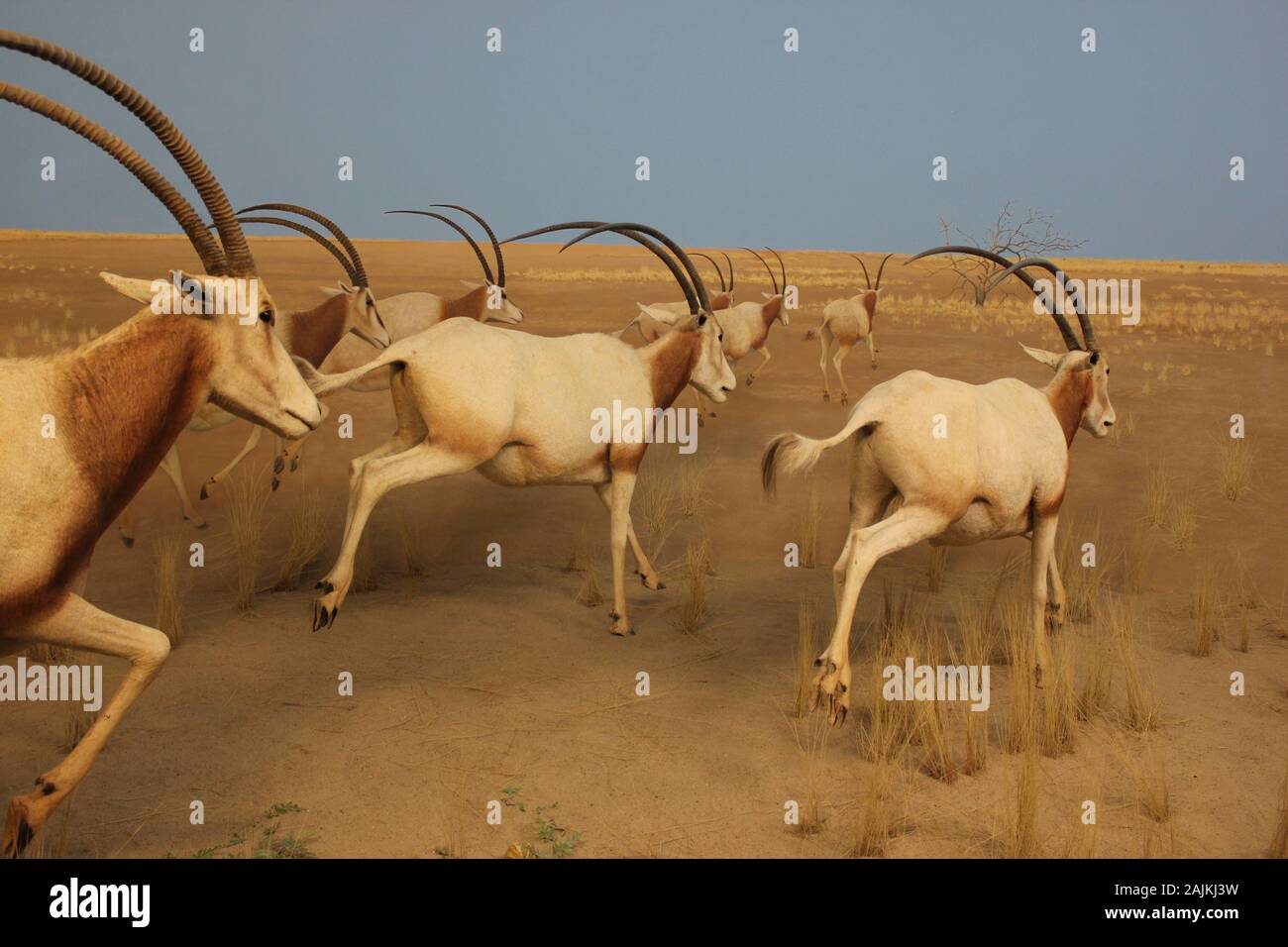 Scimitar oryx, scimitar-horned oryx, oryx dammah, Sahara oryx the Museum Stock Photo