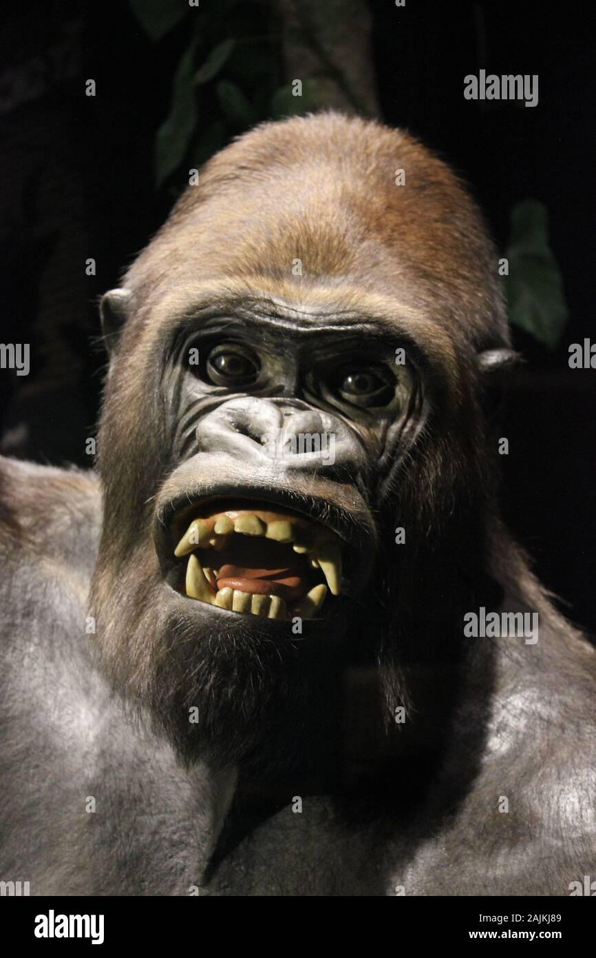 Gorilla Teeth High Resolution Stock Photography and Images - Alamy