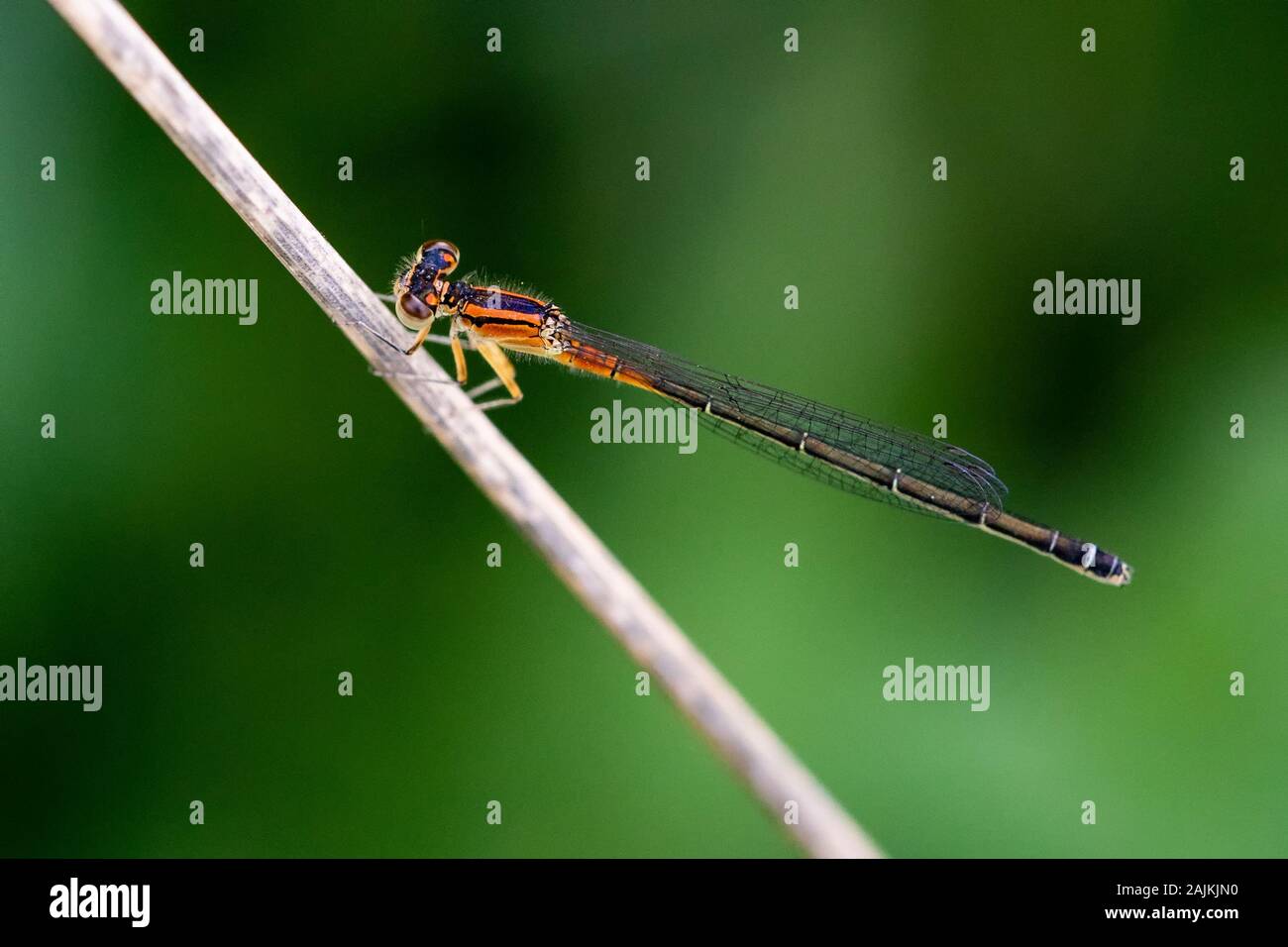 Orange and Black Eastern Forktail Damselfly on a thin flower stalk Stock Photo