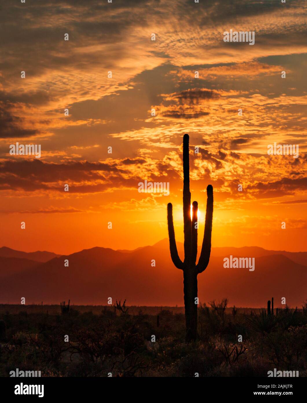 Vibrant AZ sunrise with lone Lone Saguaro Cactus Silhouette and sun ...