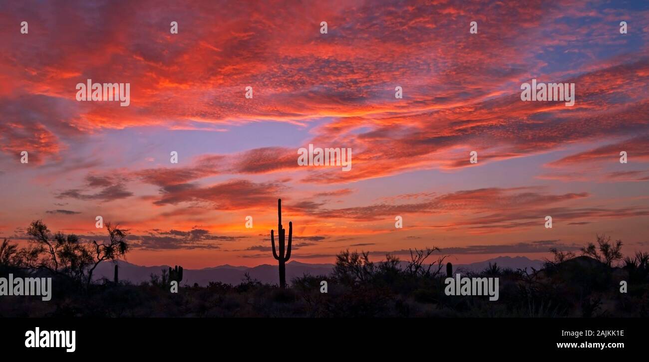 Vibrant Arizona Desert Sunrise Landscape With lone Saguaro Cactus Near Phoenix Stock Photo