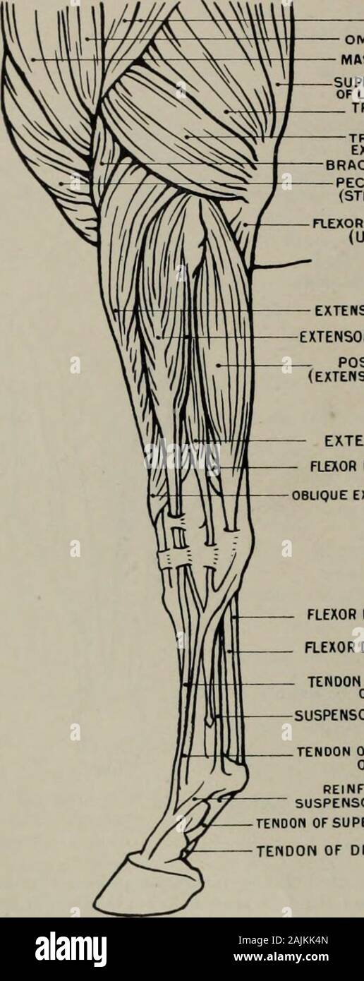 Maxillary prominence hires stock photography and images Alamy