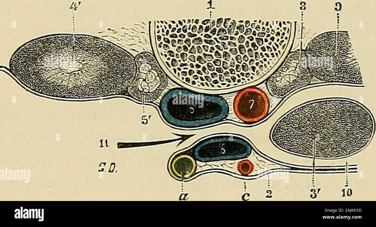 Traité d'anatomie humaine : anatomie descriptive, histologie, développement . e sur le côtépostérieur des vasa brevioraet, avec eux, gagne le hilede la rate en constituant lefeuillet postérieur de Fé-piploon ijaslro-splénique.Avant daller plus loin, nousferons remarquer que, au-dessus de la rate, dans lin-tervalle compris entre lesommet de cet organe etlœsophage, le péritoine gas-trique se porte directementsur le diaphragme en for-mant le feuillet inférieur duligament phrénico-gast7i-qiie, dont nous avons étudiéplus haut (p. 677) le feuil-let supérieur. Du hile de larate oîi nous lavons laissé Stock Photo