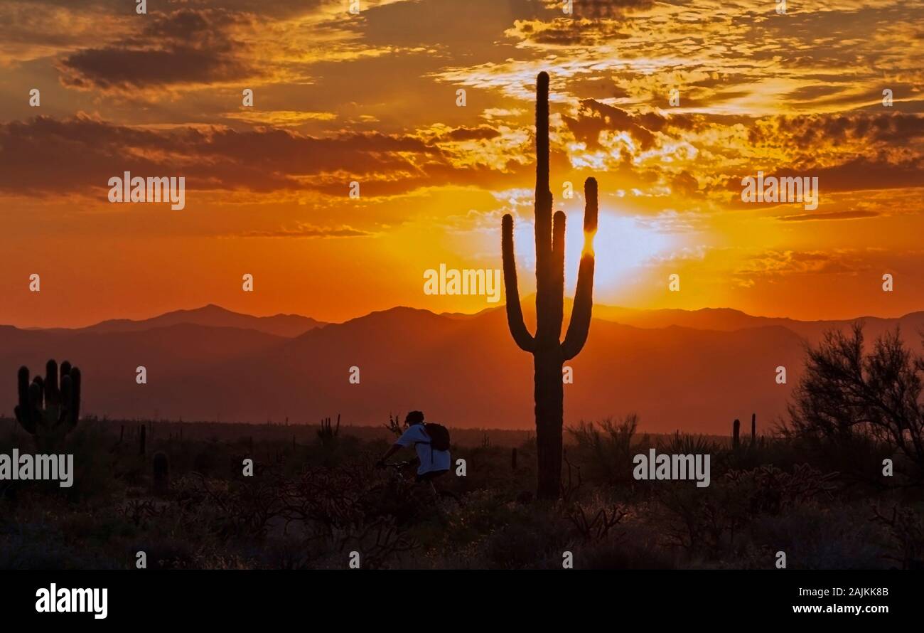 A Silhouette Of a Saguaro Cactus At Sunrise With Mountain Biker riding ...