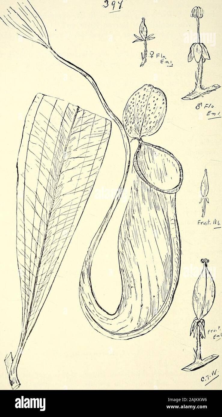 Comprehensive catalogue of Queensland plants, both indigenous and naturalised To which are added, where known, the aboriginal and other vernacular names; with numerous illustrations, and copious notes on the properties, features, &c., of the plants . ra, R. Br. var. typica, Warb. (Fig. 407.)var. insipida, Warb. (Fig. 408.)Mnelleri, Warb. (Fig. 409.) Order CIX.—MONIMIACEjE. Tribe I.—Monimie^e.Palmeria, F. v. M. scandens, F. v. M.Mollinedia, Ruiz et Pav. Huegeiiana, Tul.—Wood light-coloured, hard and tough,angustifolia, Bail. (Fig. 410.)Wardellii, F. v. M. (Fig. 411.)macrooraia, Bail. (Fig. 412. Stock Photo
