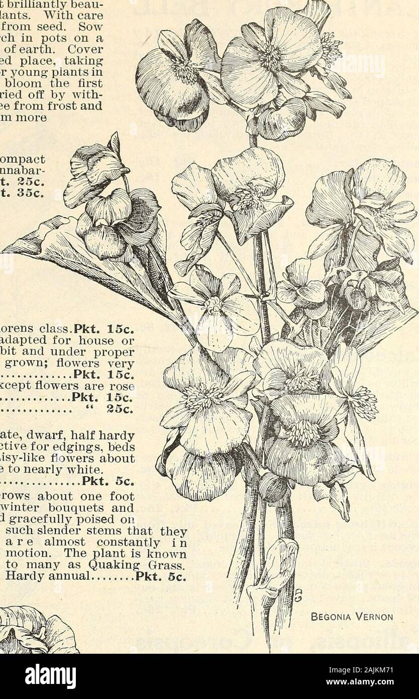 Seed annual 1908 . Begonia Vernon Browallia BiGNONIA RaDICANS BIGNONIA RADICANS (Trumpet Vine). One of the most showy, cer-tainly on-e of the best hardy, deciduous flower-ing climbers for covering verandas, arbors,trunks of trees, old walls, etc. Vines should bemoderately pruned and well trained so as to afford agood circulation of air, thus insuring more and betterbloom. Flowers brilliant scarlet, trumpet shaped. Hardy perennial Pkt. 10c. BELLIS—(-See Daisy). BOSTON IVY—(See Ampelopsis Veitchii). These handsome, profuse bloomersare used freely both for indoor andoutdoor planting on account of Stock Photo