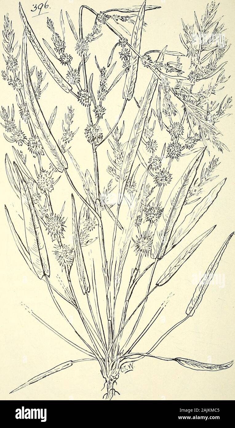 Comprehensive catalogue of Queensland plants, both indigenous and naturalised To which are added, where known, the aboriginal and other vernacular names; with numerous illustrations, and copious notes on the properties, features, &c., of the plants . 394- Polygonum attenuatum, R. Br. 395- P- eaebatum, Linn. 416 CIII. POLYGONACE^.. 396. RUMEX HALOPHILUS, F. V. M. CIV. PODOSTEMONACE^.—CV. NEPENTHACE^E. 417 Rumex—con id. conglomeratus, Murr.—Sharp Dock. Brownii, Camp. fpulcher, Linn.—Fiddle Dock. Europe. Not an uncommon weed on lawns about Brisbane.*obtusifolius, Linn.—Broad-leaved Dock,halophilu Stock Photo