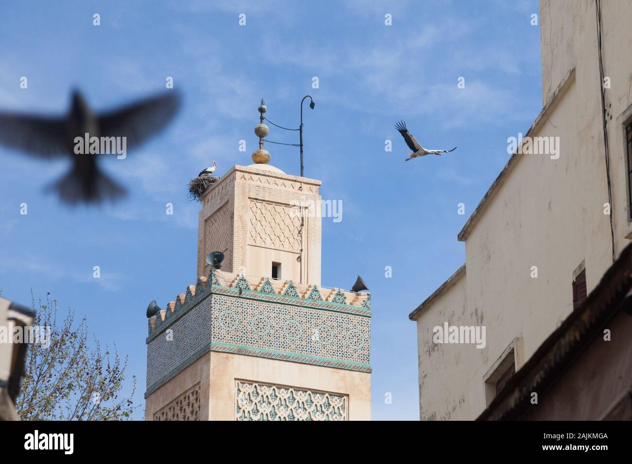 Two white storks – one flying and one in the nest on the minaret of Al-Hamra Mosque (or Red Mosque) in Fes (Fez) and the blurry image of another bird Stock Photo