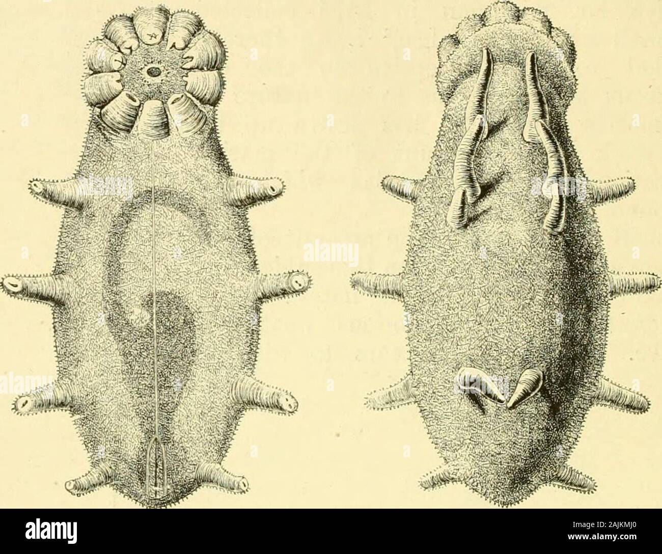 The voyage of the Vega round Asia and Europe; with a historical review of previous journeys along the north coast of the Old World . UMBELLPLA FROM THE KARA SEA. A. Polype stem entire, one-half the natural size. a B, Polype stem, upper part, one-and-a-half times the natural size. ^ Already in 1771 one of Pallas companions, the student Sujeff, foundlarge algae in the Kara Sea (Pallas, Reise. St. Petersburg, 1771—1776,iii. p. 34). 142 THE VOYAGE OF THE VEGA. [chap.. kJ0^. ELPIDIA GLACIALIS (tHEEL), FROM THE KARA SEA. Magnified three times.A. Belly. B, Bnck. Stock Photo