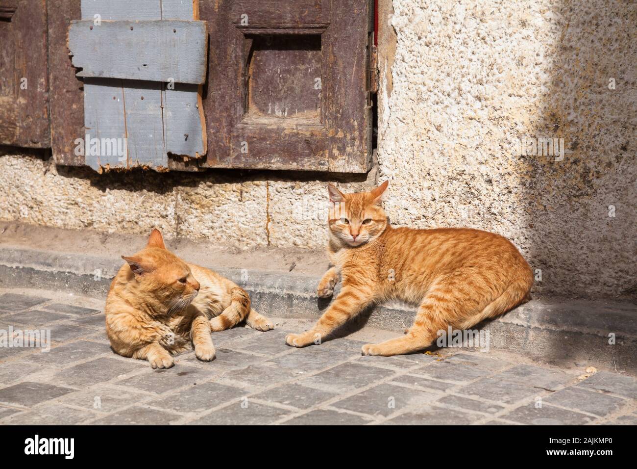 Two red haired cats lying in the street of Fes (Fez), Morocco Stock Photo