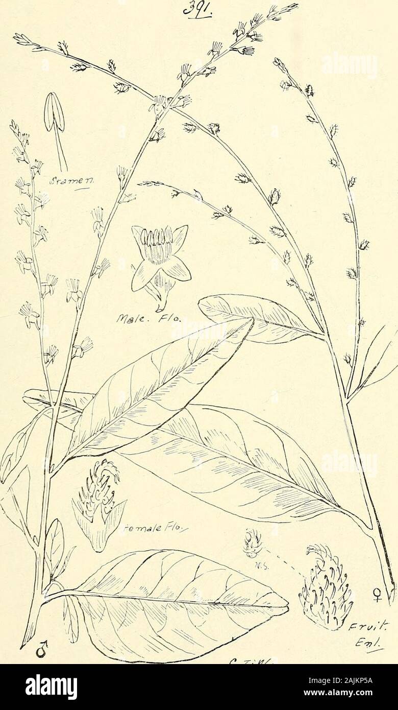 Comprehensive catalogue of Queensland plants, both indigenous and naturalised To which are added, where known, the aboriginal and other vernacular names; with numerous illustrations, and copious notes on the properties, features, &c., of the plants . owth andlarger leaves. plebeium, R. Br. Section II.—Amblygonon.orientale.attenuatum, R. Br. (Fig. 394.) Section III.—Persicaria. prostratum, R. Br. hydropiper, Linn.-— Tang-gul of Brisbane River natives. minus, Hnds. subsessile, R. Br. barbatum, Linn.—Said to produce a good dark-blue colour. (Fig. 395.)articulatum, R. Br. lapathifolium, Linn.—Smar Stock Photo