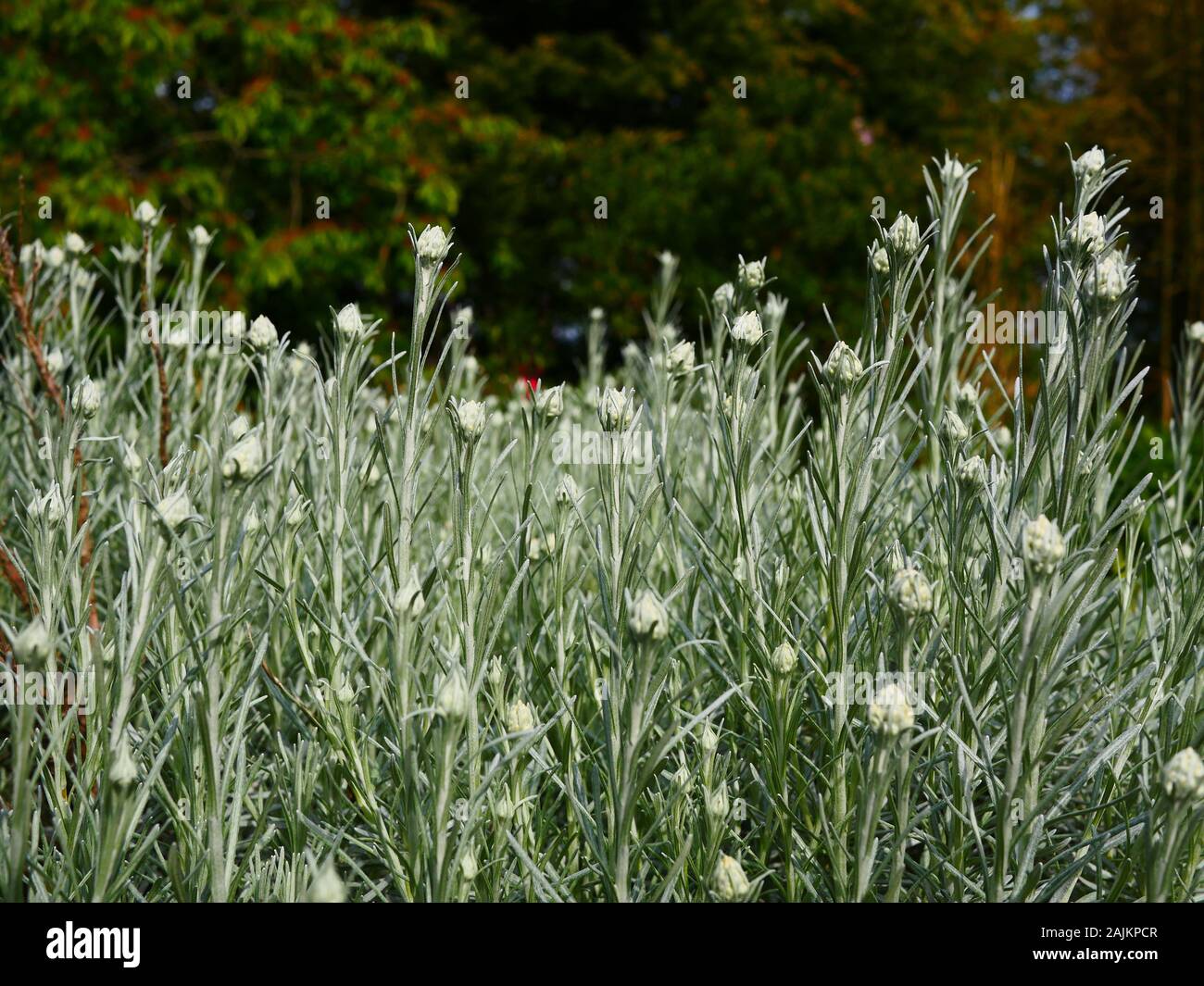 Helichrysum Italicum, Curry Plant in bud Stock Photo