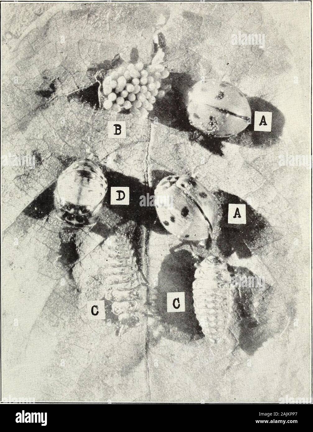 Walnut aphids in California . 2, 3, and 4 per cent strengths, effective. Commercial lime-sulphur, 1-50, combined with commercial tobacco extract Xo. 1,1-100, effective. 1 Sept., 1912. Carnes, E. K. Insectary Division Reports for the months of June and July, 1912. Mo.Bui. Cal. State Hort. Com., v. 1, no. 10, p. 820-S2S-. Some experiments -with the common ladybird (Hippodamia convergens), p. 821-826. 2 Apr., 1912. Essig, E. O. The walnut plant louse ( Chromaphis juglandicola [Kalt] Walker). Mo. Bui.Cal. State Com. Hort., v. 1, no. 5, p. 190-194, figs. 72-73. Control, p. 192. s Cf. Biennial Crop Stock Photo