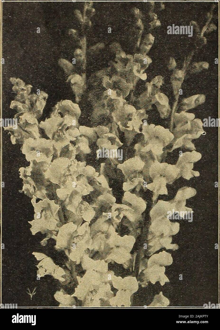 Vaughan's seed store . hardy annual of light graceful habit;flowers light rose, shaded white Yi oz. 15c 118119 129 Lasseauxi. 3 ft. Clusters 131 135 0505 1005 05 136 and graceful annual grass, looks like a line of mist whenin bloom. Beautiful to mix with cut flowers 05 150 ALONSOA Warscewiczi O 15 in. A fine plant with bright vermilion-scarlet flowers, suitable for bedding. For a red,white and blue border plant Alonsoa for red Alyssum, Sweetfor white and Ageratum Blue Perfection for blue, %oz., 15c 10 151 Grandiflora. Scarlet 10 Alyssum O 159 Benthami Maritimum (Sweet Alyssum) This is oneof th Stock Photo