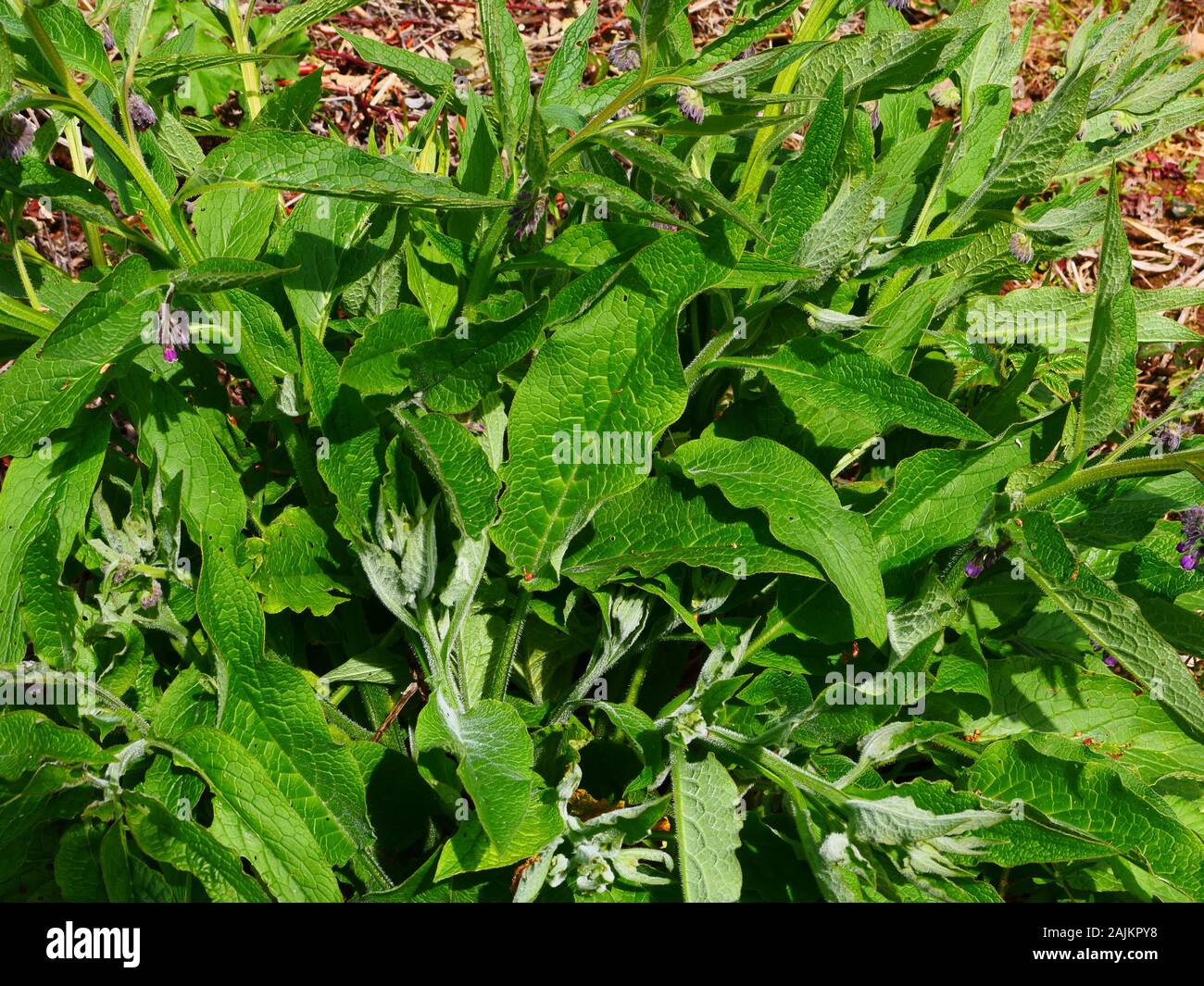Comfrey Bocking 14, Symphytum x uplandicum the leaves when cut are used as fertilizer Stock Photo