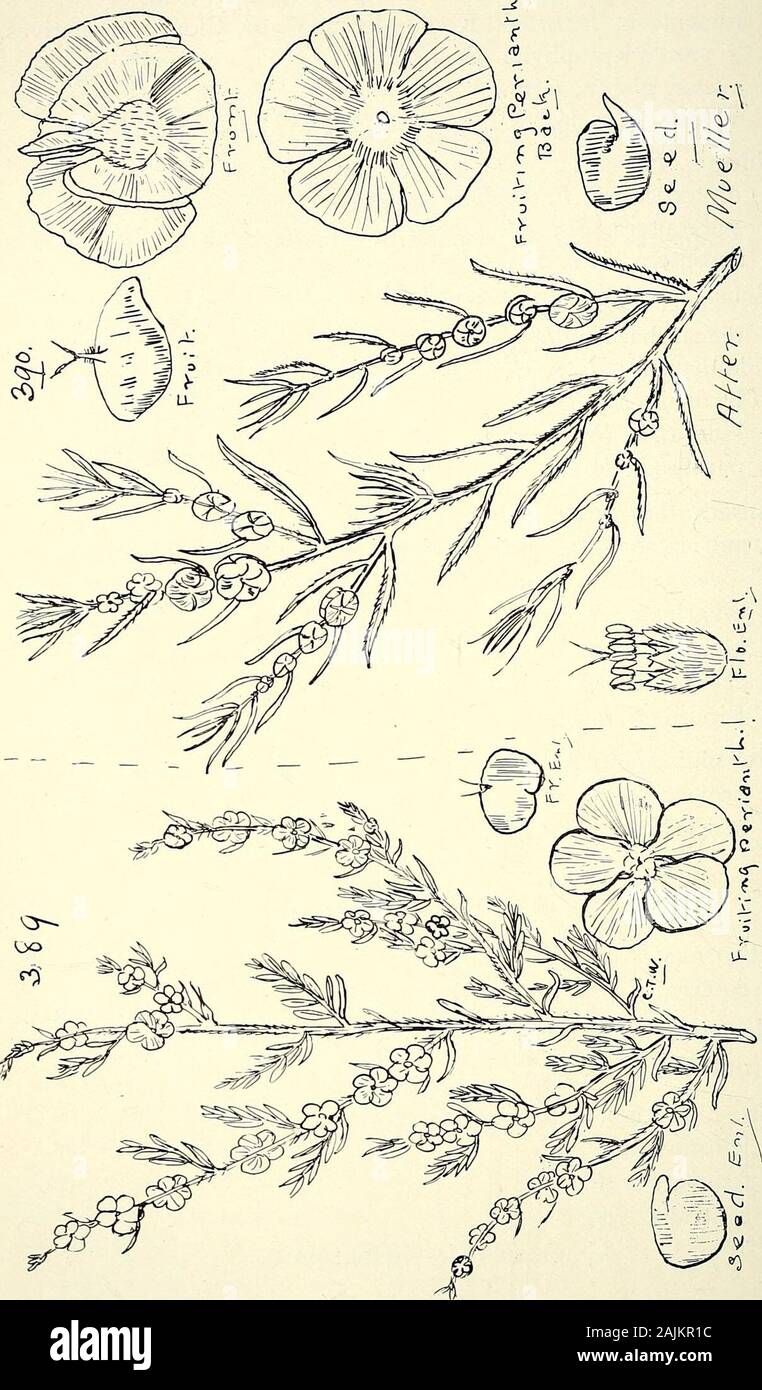 Comprehensive catalogue of Queensland plants, both indigenous and naturalised To which are added, where known, the aboriginal and other vernacular names; with numerous illustrations, and copious notes on the properties, features, &c., of the plants . achyptera, F. v. M.sedifolia, F. v. M.spongiocarpa, F. v. M.stellisrera, F. v. M. CT. CHENOPODIACE^E. 403 Enchylsena, R. Br. microphylla, Moq. = Kochia microphylla, F. v. M.tomentosa, R. Br.— Kooloo-loomoo of Cloncurry natives. ?rar. ? leptophylla, Benth. var. glabra, Benth.villosa, F. v. M. Babbagia, F. v. M. dipterocarpa, F. v. M.scleroptera, F. Stock Photo
