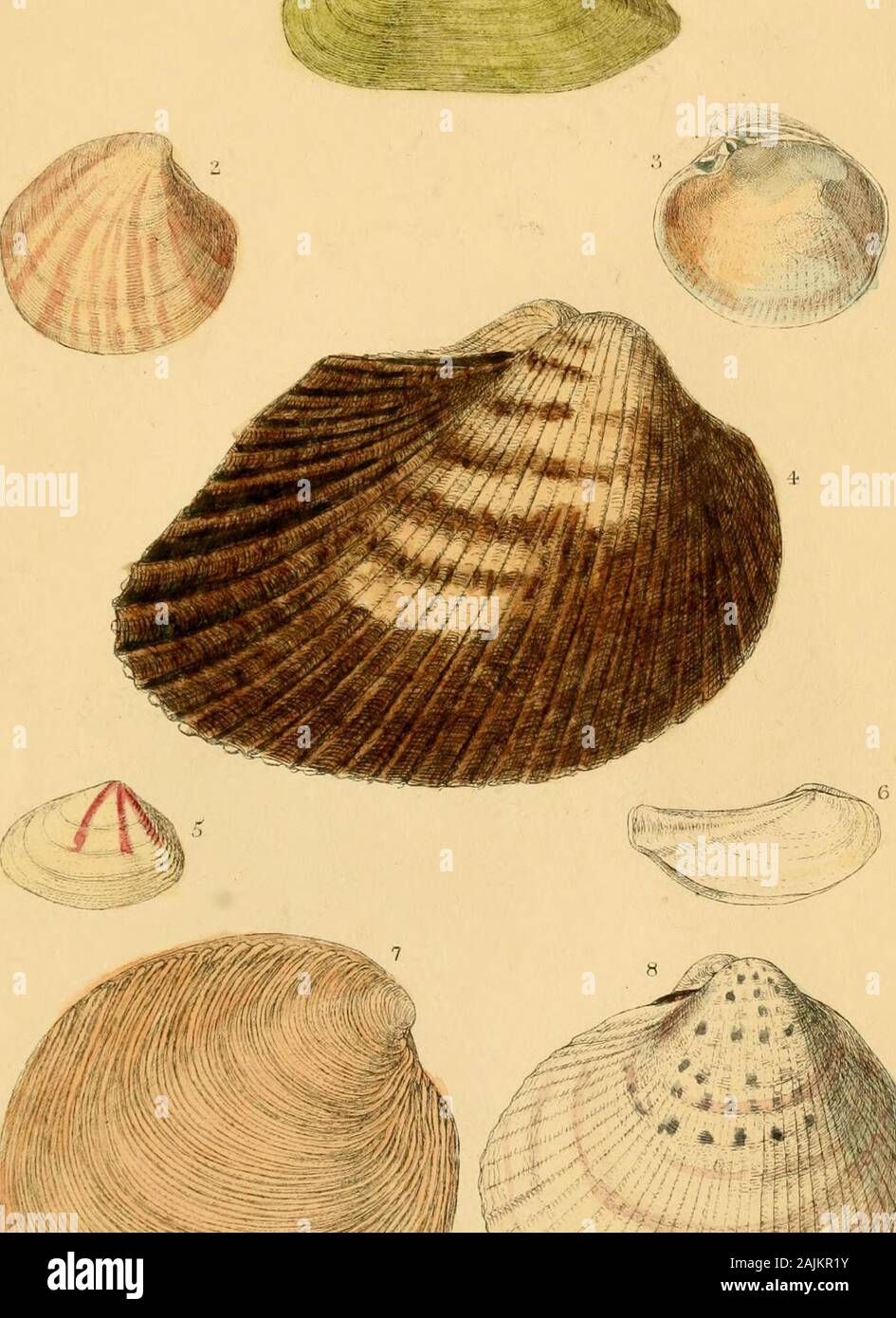 Ipsa Linnaei conchylia The shells of Linnaeus, determined from his manuscripts and collection . capha. 5. Telliua trifasciata. 6. Tellina insequivalvis. 7. Venus prostrata. 8. Cardium Isevigatum. PLATE II. 1. Mytilus anatinus. 2. Mytilus barbatus. 3. Mactra striatula. 4. Mytilus ungulatus. 5. Buccinum prajrosura. 6. Murex cariosus. 7. Ostrea perna. 8. Mactra stultorum. PLATE III. 1. Turbo acutangulus. 3. Turbo imbricatus. 3. Turbo variegatus. 4. Patella unguis. 5. Nerita glauciua of the Si/de- ma.G. Turbo obtusatus.7. Trochus maculatus. Fig. 8. Nerita glaucina of the Fauna Suecica. PLATE IV. I Stock Photo