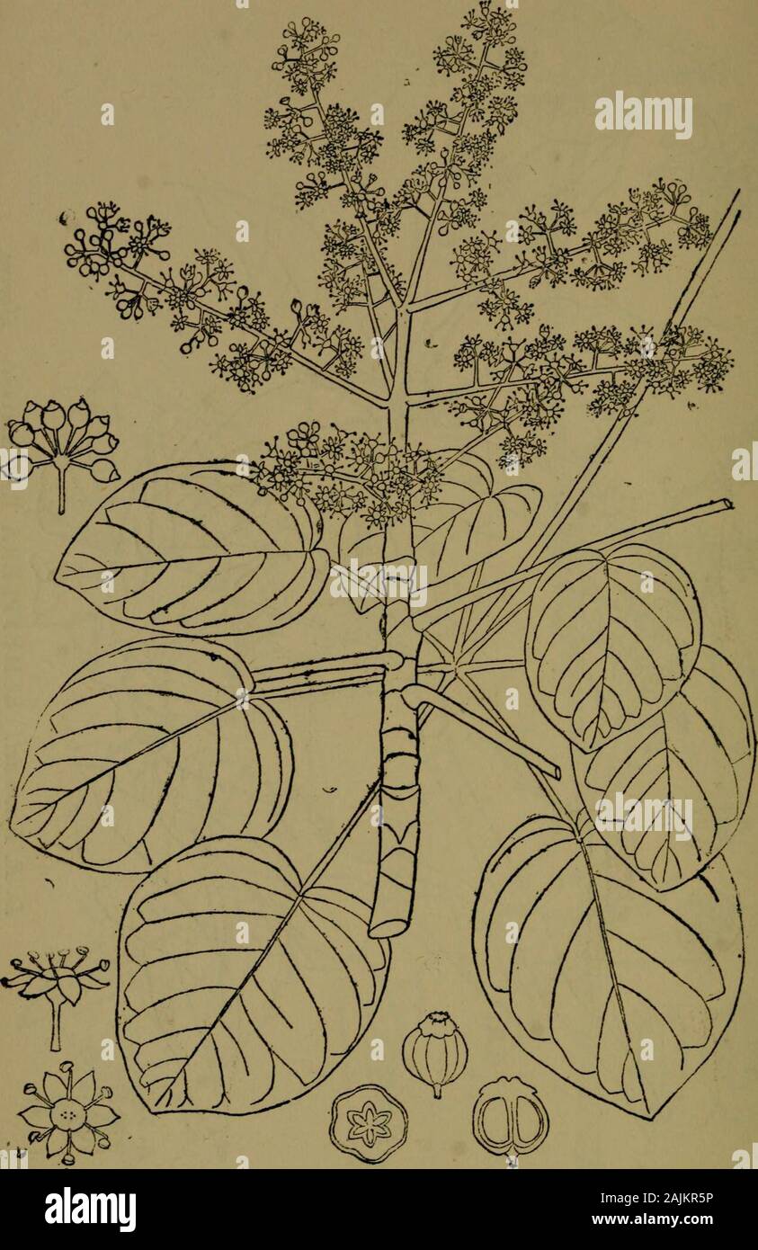 The flora of the Nilgiri and Pulney Hill-tops . 352 ARALIACE^. D. R. Fyson del SCHEFFLERA STELLATA Harms. h Nat. ARALIACE^ 353 Stock Photo
