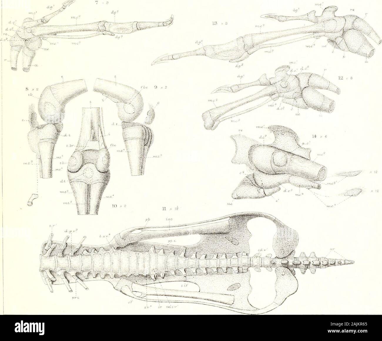 On the morphology of the duck and the auk tribes . -? x --.-. W KParker  Aelainat .MPEirfcr lltb West.Nrjwinan i-ititj ANATIDE PLAT E VI.  MORPHOLOGY OF THE DUCK AND THE AUK