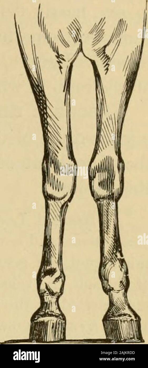 The exterior of the horse . ous, rather in so faras it causes a continual tension of the posterior ligamentousapparatus of the carpus and the check tendon of theperforans, a tension which tells likewise upon the lateralligaments and becomes further increased at every instantof contact with the ground, Avhen the animal is moving at great speed.These excessive tractions, injuring the articular ligaments, will eventu-ally bring about the formation of osseous deposits at the points oftheir insertion upon the bones, or else a permanent induration of thecheck tendon and the suspensory ligament of th Stock Photo