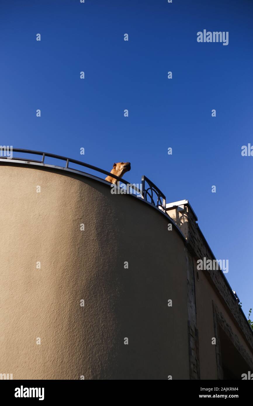 Howling dog above the wall with blue sky background Stock Photo