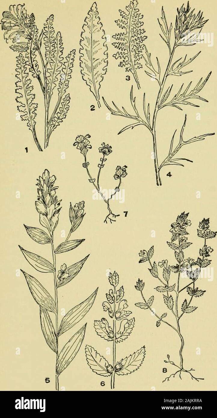 An illustrated guide to the flowering plants of the middle Atlantic and New England states (excepting the grasses and sedges) the descriptive text written in familiar language . ilir(tsi&lt;i, resembling the species abovedescribed but differing in some slight particulars, are reported as foundlocally by Robinson and others. 24. ODONTITES, Gmcl.Herbs, with opposite leaves and slender spikes of red or yellow flowers. FIGWORT FAMILY 669. Plate 1461. Pedicularia canadensis. 2. P. lanceolate (leaf). 3. P. Furbishiae(leaf). 4. Castilleja coccinea. 5. C. pallida. 15. Rliinanthus Crista-galli. 7.Euphr Stock Photo