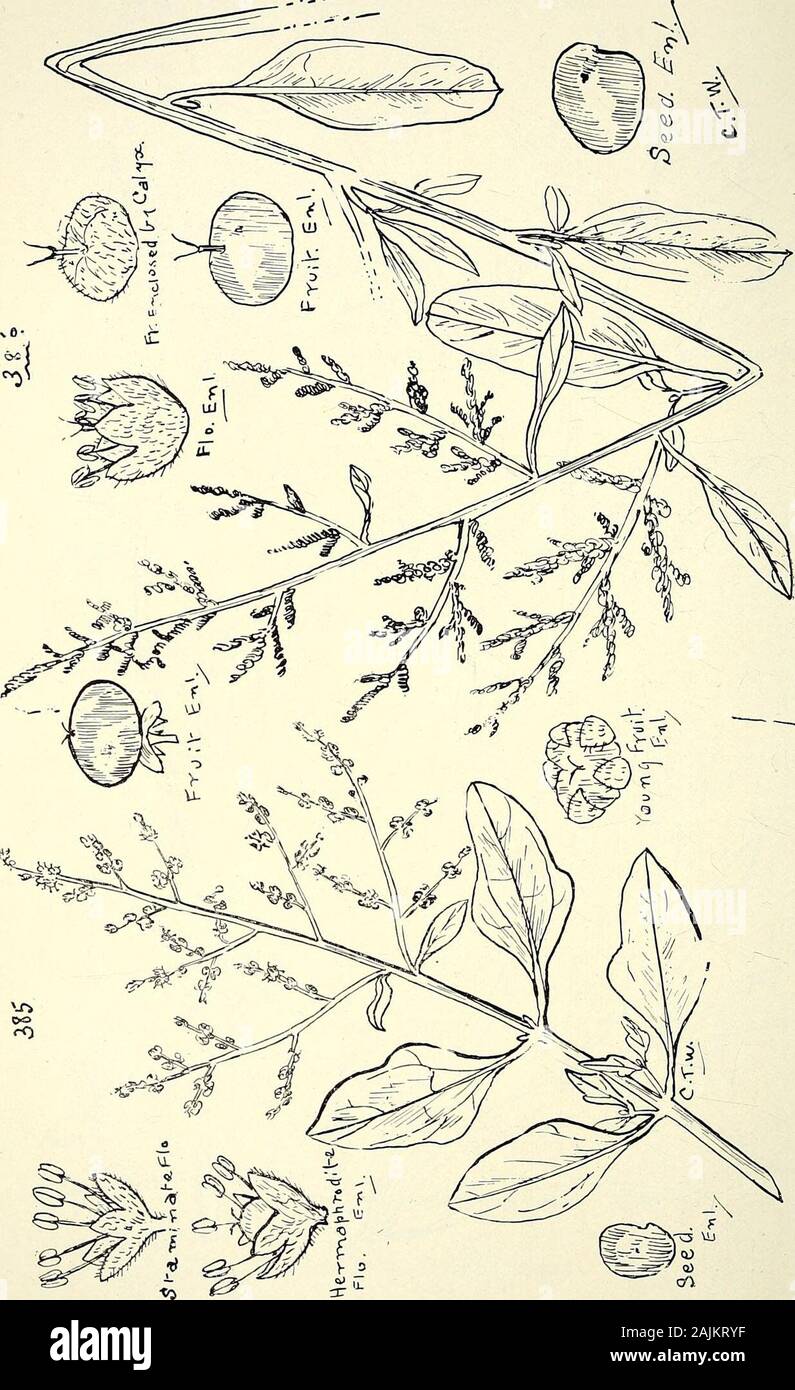 Comprehensive catalogue of Queensland plants, both indigenous and naturalised To which are added, where known, the aboriginal and other vernacular names; with numerous illustrations, and copious notes on the properties, features, &c., of the plants . 383. Alternanthera decipiens, Benth. 384. GOMPHRENA CANESCENS, R. Br. 406 CI. CHENOPODIACEiE.. u CI. CHENOPODIACE^E. 407 l o  & V in Stock Photo
