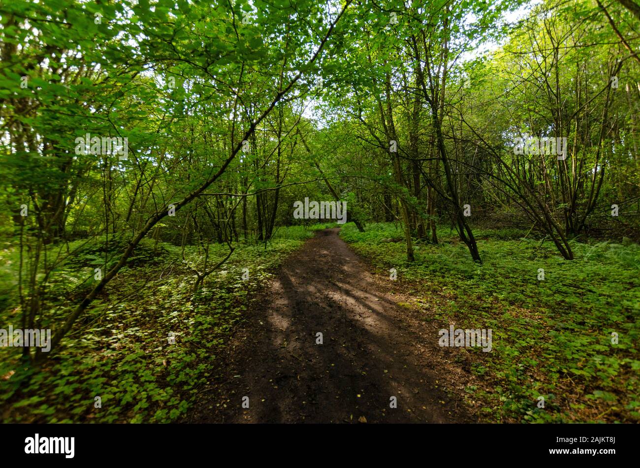 Woodland near Pitlochry in the Scottish Highlands of Perthshire Scotland UK Stock Photo
