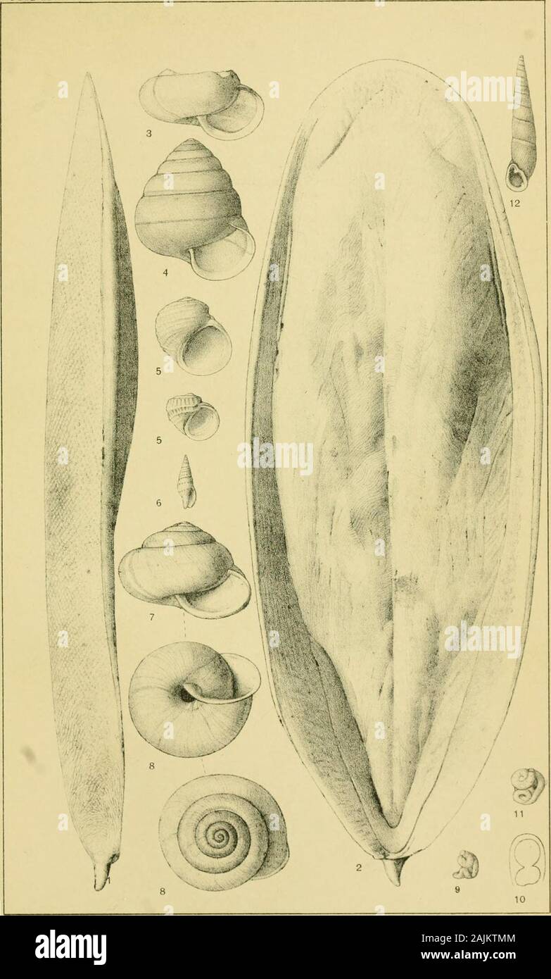 Catalogue of the marine mollusks of Japan, with descriptions of new species and notes on others collected by Frederick Stearns . late 8. IGURE. 1. Lacuna oxytropis n. sp. 2. Lacuna Smithii n. sp. 3. Lacuna stenotomorpha n. sp. 4. Gibbula eucosmia n. sp. 5. 0. Cyreua fissidens Pilsbry, 7. Cyrena yaeyamensis Pilsbry, 8. Phasianella (Tricolia) oligomphala n sp. 9. Phasianella (Tricolia) megastoma n. sp. Plate 9. 1, 2, 3. Eulota (Euhadra) yaeyamensis Pilsbry, . 4, 5. Cyrena luchuana Pilsbry, 6. Cyrena yaeyamensis Pilsbry, ..... 7, 8, 9. Eulota (Aegista) vermis Ads. & Rve Plate 10. 1, 2, 3, 4, 5, 6 Stock Photo