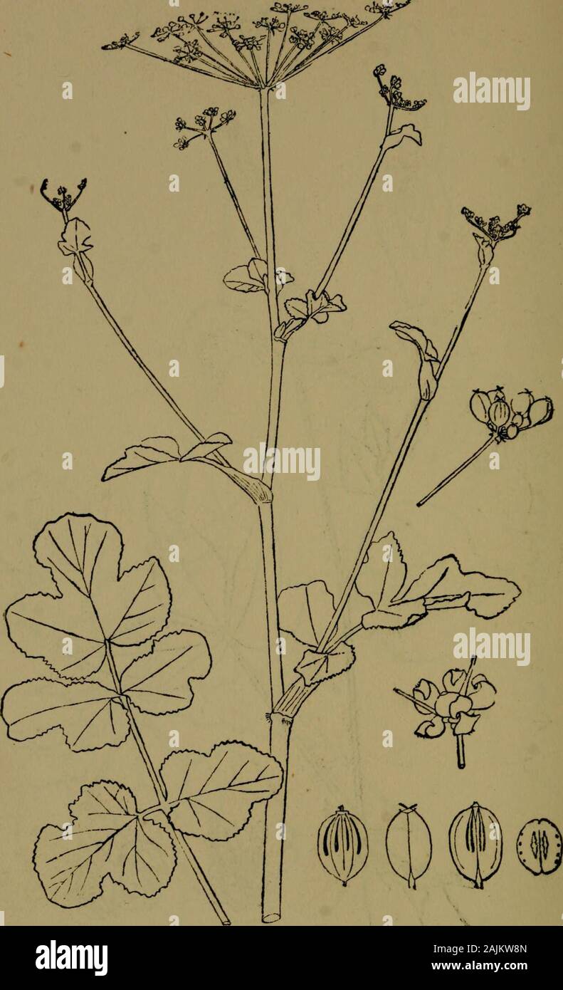 The flora of the Nilgiri and Pulney Hill-tops . D^ R. Fyso7i del. SANICULA EUROP^A Z. Nat. size. 348 UMBELLIFERiE. D. R. Fyson del. HERACLEUM RIGENS Wall UMBELLItER^ 349 Stock Photo