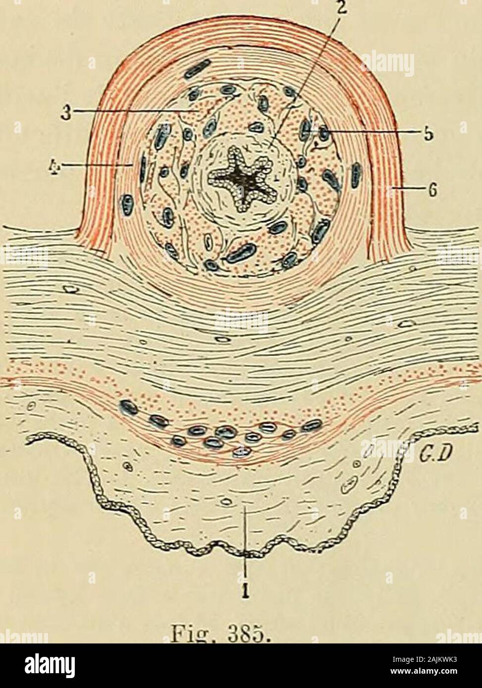 Traité d'anatomie humaine : anatomie descriptive, histologie, développement  . inférieure (fig. !267. p. 4o2). — En haut, sur toute la portion libre  delurèthre, il entoure complètement ce canalà la manière dun manchon