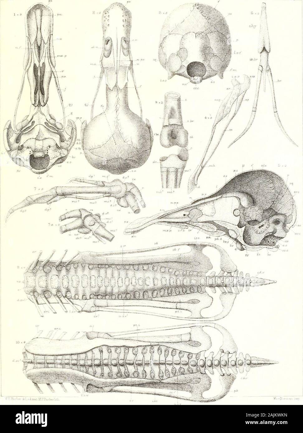 On the morphology of the duck and the auk tribes . ib. &lt;•?./• Tympanic cavity. nc. Notochord. s.se. Supra-scapula. C.ll. Centralo-uluave. n.f. Nasal floor. St. Sternum. C.V. Cervical vertebra;. n.px. Nasal process of pre-maxil- st./;. Sternal keel. d. Dentary. lary. s.v. Sacral vertebra. i.e. Distal carpal. ob.f. Obturator fenestra. tb. Tibial. dg. Digit. oc.c. Occipital condyle. t.c. Tendon-canal. d.t. Distal tarsal. od.p. Odontoidprocess. te. Tibiale. d.r. Dorsal rib. op. Opisthotic. t.eo. Tympanic wing of occipital d.s.v. Dorso-sacral vertebras, o.s. Orbitosphenoid. ts Tarsal. d.v. Dorsa Stock Photo