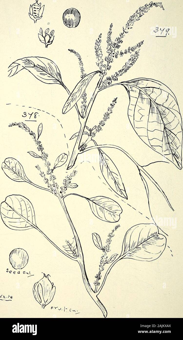 Comprehensive catalogue of Queensland plants, both indigenous and naturalised To which are added, where known, the aboriginal and other vernacular names; with numerous illustrations, and copious notes on the properties, features, &c., of the plants . 3/6. Dysphania myriocephala, Bcntli, 377- D. PLANTAGINELLA, F. V. M. 400 C. AMARANTACE^. °T.^,f. 378. Amaeantus inteeruptus., R. Br. 379. A. vieidis, Linn. C. AMARANTACE/E. 401 Stock Photo