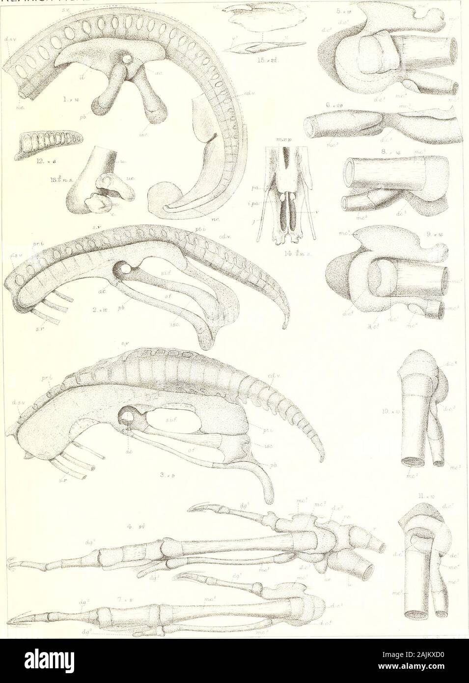 On the morphology of the duck and the auk tribes . l rib. e.ty. Tympanic cavity. nc. Notochord. s.ie. Supra-scapula. C.ll. Centralo-ulnare. «,/. Nasal floor. St. Sternum. e.v. Cervical vertebras. n.px. Nasal process of pre-ruaxil- st./t. Sternal keel. ll. Dentary. lary. s.r. Sacral vertebra. d.c. Distal carpal. ob.f. Obturator fenestra. tb. Tibial. thj. Digit. oc.c. Occipital condyle. t.c. Tendon-canal. d.t. Distal tarsal. Oil.p. Odontoidprocess. te. Tibiale. tie. Dorsal rib. op. Opisthotie. t.eo. Tympanic wing of occipital d.s.v. Dorso-sacral vertebras, o.s. Orbitosphenoid. ts. Tarsal. d.v. D Stock Photo