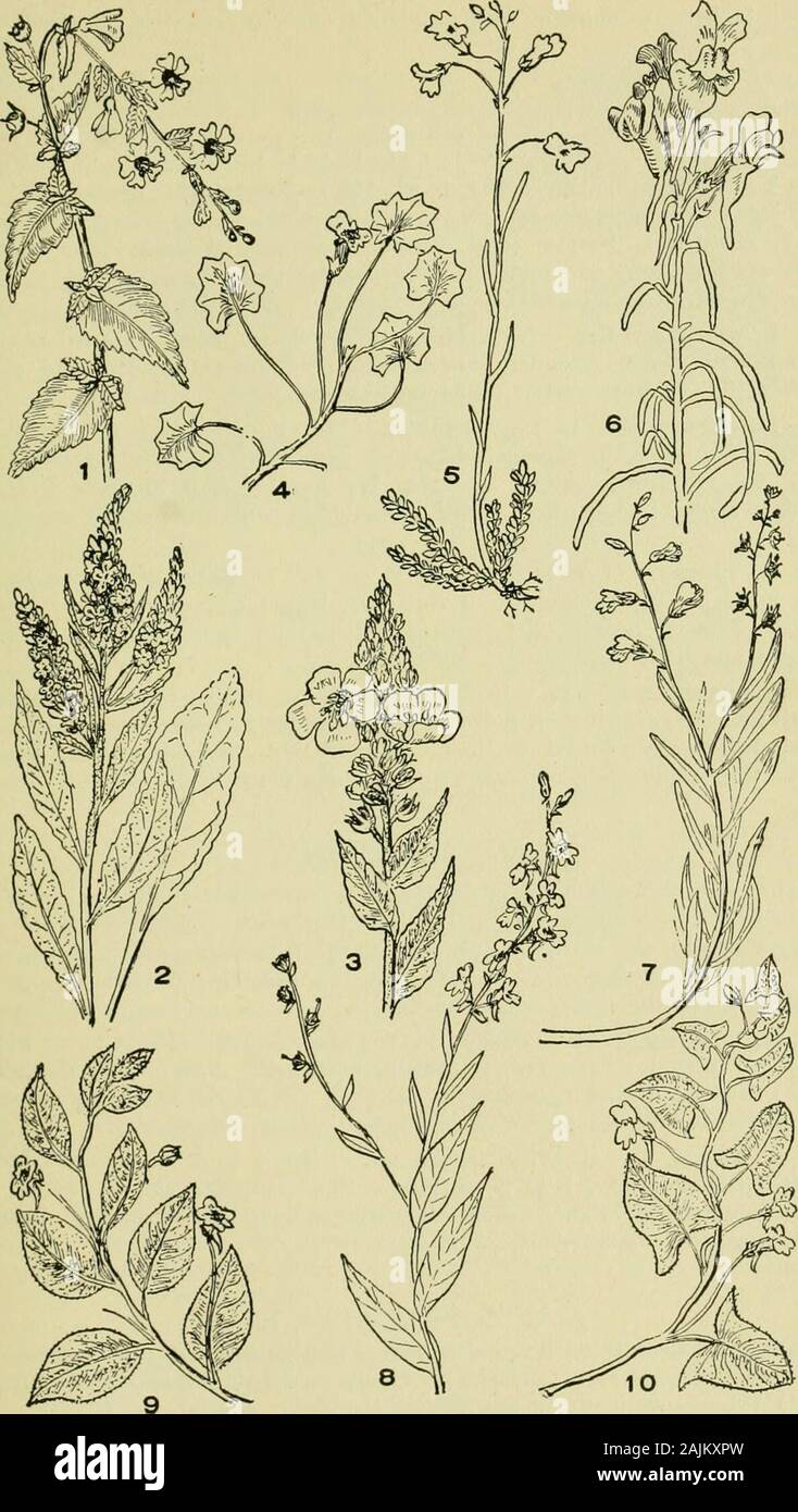 An illustrated guide to the flowering plants of the middle Atlantic and New England states (excepting the grasses and sedges) the descriptive text written in familiar language . from mid-vein.Flowers 2-Iipped with a conspicuous spur at base of tube. Throat of co-rolla closed by a sort of palate. Stamens 4, inclosed within the corolla.Flowers solitary from the leaf-axils. 1. E. spuria, (L.) Wetts. (Fig. 9, pi. 140.) Round-leaved ToadFlax. {Linaria spuria, (L.) Mill.) Leaves nearly round, blunt at apex,heart-shaped at base, witiiout leaf-stalks. Flowers yellowish-purple.Waste places. From Europe Stock Photo